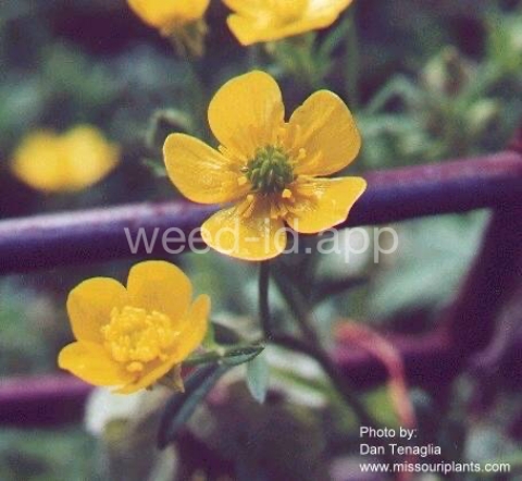 buttercup, hairy